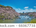 Chidorigafuchi的櫻花 66067738