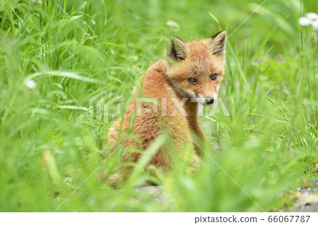 Looking back at the young Kita Fox (Hokkaido) Looking back at the young Kita Fox (Hokkaido) 66067787