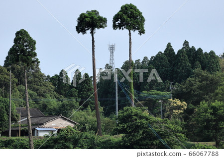 A mobile phone base station visible through two symmetrical trees 66067788