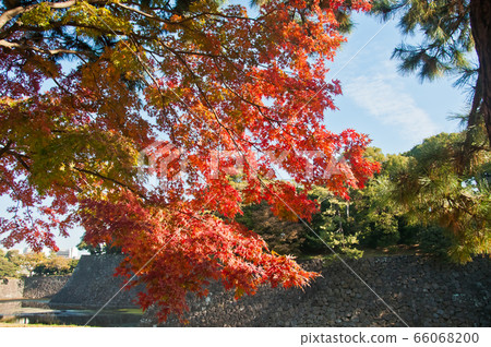 Foliage Autumn leaves in red orange yellow 66068200