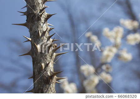 A tree A tree 66068320