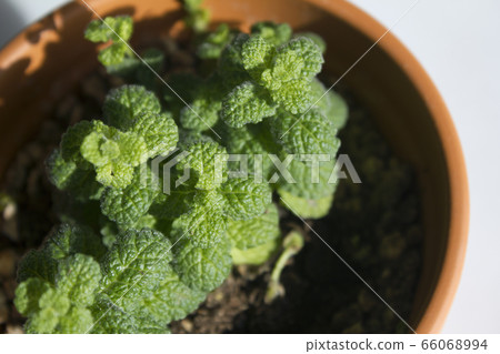 Apple mint Apple mint 66068994