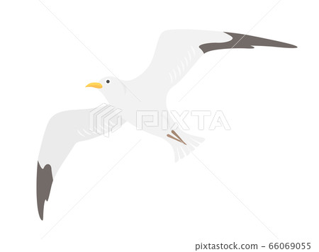 Illustration Of A Gull - Stock Illustration [66069055] - Pixta