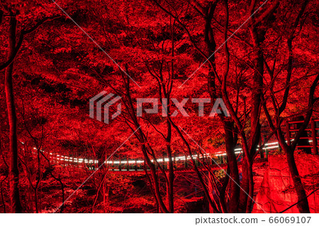Hananuki Valley Light-up Night View Autumn (Takahagi City, Ibaraki Prefecture) November 2019 66069107