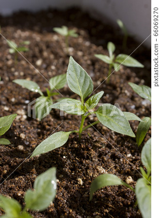 Pepper sprout 66069270