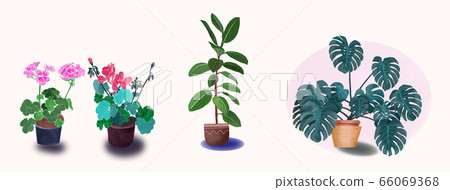 houseplant Set of geraniums, ficus and monstera 66069368