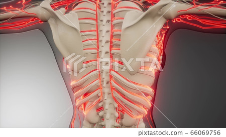 Blood Vessels of Human Body Blood Vessels of Human Body 66069756