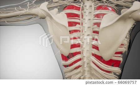 Human Lungs Radiology Exam Human Lungs Radiology Exam 66069757