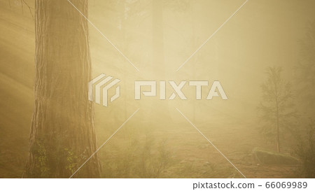 autumn forest and trees in morning fog 66069989