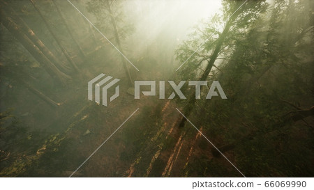 Drone breaking through the fog to show redwood and Drone breaking through the fog to show redwood and 66069990