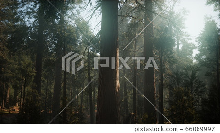 Sunset on the Giant Forest, Sequoia National Park, 66069997