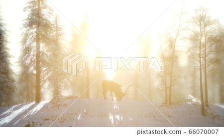 Proud Noble Deer Male in Winter Snow Forest 66070007
