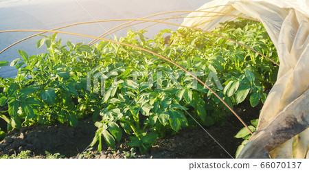 Growing young potatoes under agrofibre in small greenhouses. Spunbond to protect against frost and keep humidity of vegetables. Farming and agriculture. Countryside. Selective focus 66070137
