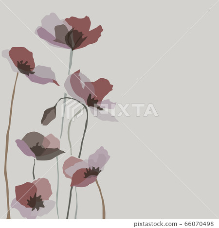 flowers poppies left side vector 66070498