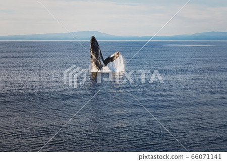 Whale jumping from the water during whale wathing 66071141