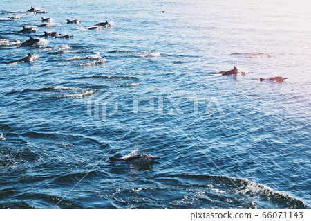 A group dolphins leap out of the water A group dolphins leap out of the water 66071143