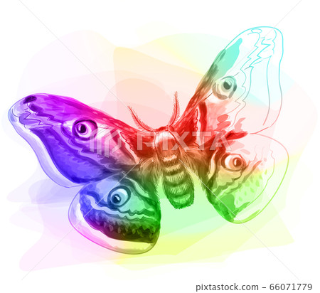 Butterfly. Iridescen colours. Butterfly. Iridescen colours. 66071779