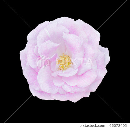 Beautiful single pink rose isolated 66072403