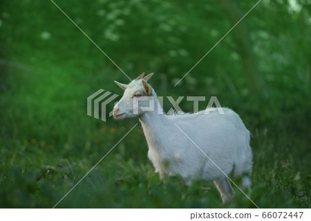 Baby goat walking on the meadow. Goat kid eating 66072447