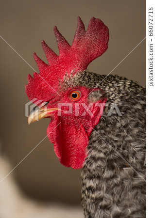 Pockmarked rooster bird close up Pockmarked rooster bird close up 66072718
