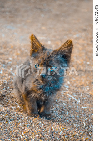 Street cat in the sunny day. Homeless cat on the 66072988