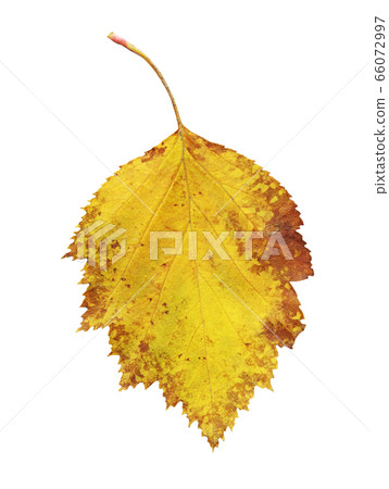 Autumn leaf of Crataegus coccinea tree isolated on 66072997