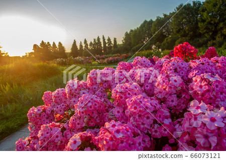 Amazing Pink phloxes in Moscow Russia 66073121