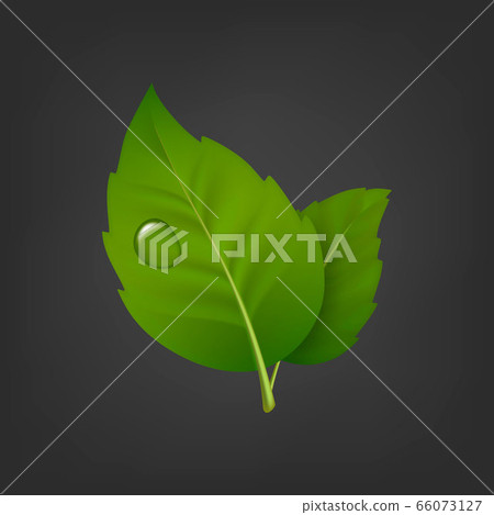 Vector background with green leaf pair and drop of dew. Realistic icon, design template in EPS10. 66073127