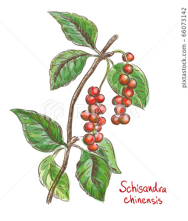 Schisandra chinese or five flavor berry. Vector Schisandra chinese or five flavor berry. Vector 66073142