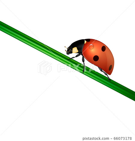 Vector background with realistic ladybug insect on white. EPS10. Vector background with realistic ladybug insect on white. EPS10. 66073178