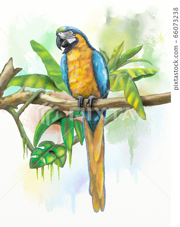 Blue and gold macaw 66073238