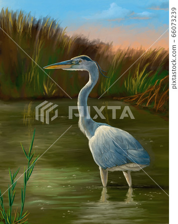 Wetland birds, blue heron Wetland birds, blue heron 66073239