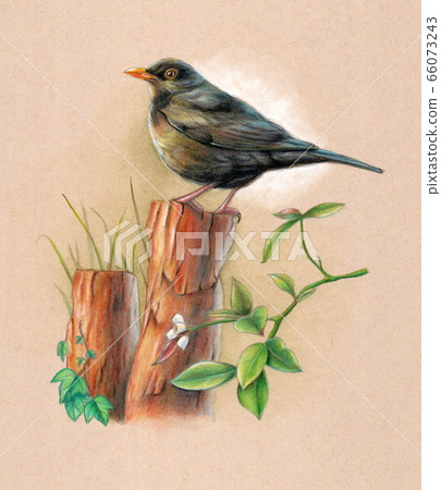 Blackbird on a wood pole 66073243