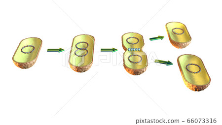 Bacterial cell division 66073316
