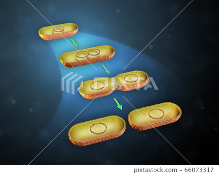 Bacterial cell division 66073317