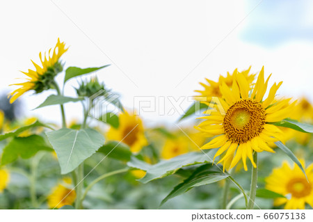 Kiyose Sunflower Festival Kiyose Sunflower Festival 66075138