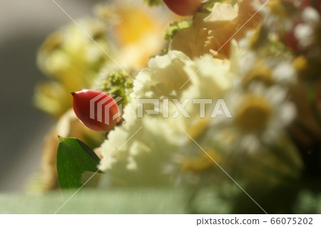 鳥取四個季節的夏天的花朵 鳥取四個季節的夏天的花朵 66075202