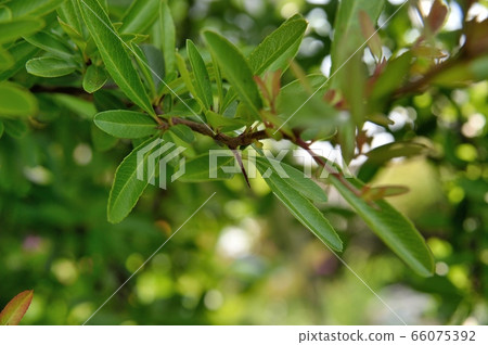Toilet hawthorn leaves and thorns Toilet hawthorn leaves and thorns 66075392
