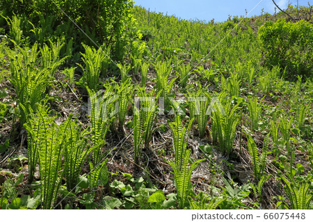 A mass of grass cycads bathed in spring light, Tadami Town, Fukushima Prefecture 66075448