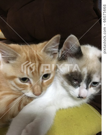 漂亮的小貓 66075668