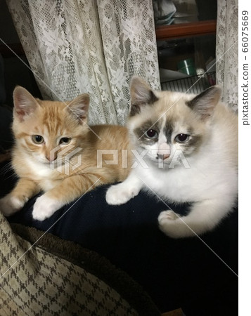 Pretty kitten Pretty kitten 66075669