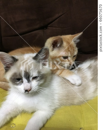 Pretty kitten 66075670