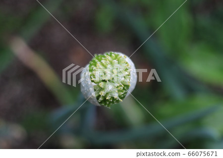 Fresh green onion 66075671