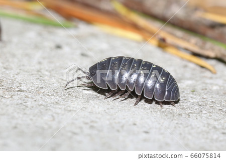 Okandan甲蟲 66075814