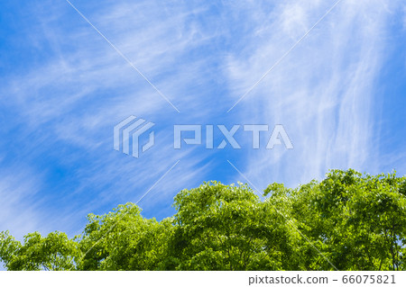 Fresh green of young leaves 66075821