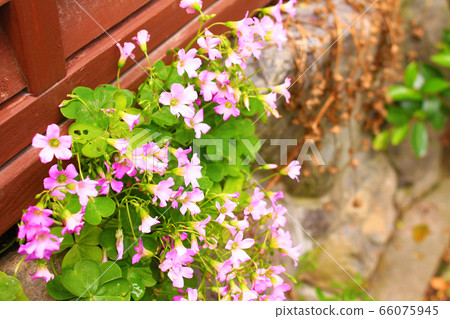 Murasaki Kabaki花 66075945