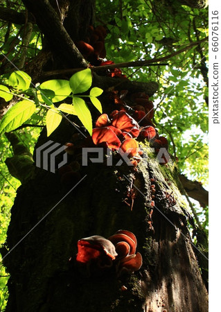 在山上的野生木耳 66076116