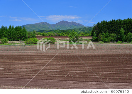 初夏在北海道淺津部分拍攝剛剛移植苗的甜菜田的景色 初夏在北海道淺津部分拍攝剛剛移植苗的甜菜田的景色 66076540