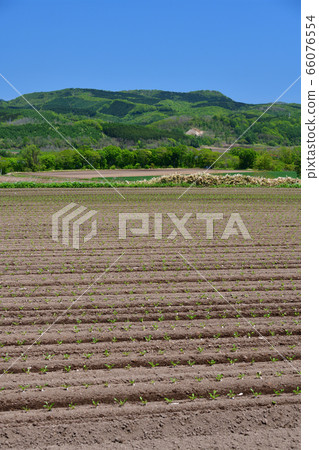Shooting the scenery of the beet field where seedlings were just transplanted in Asatsube part of Hokkaido in early summer 66076554