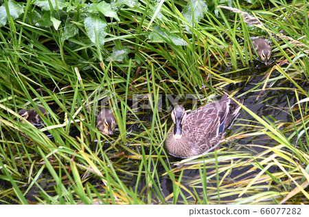 Karugamo parent and child baby 66077282